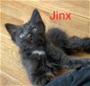 Jinx