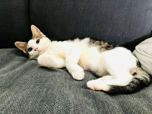 Elvis