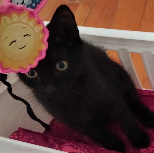 Miso