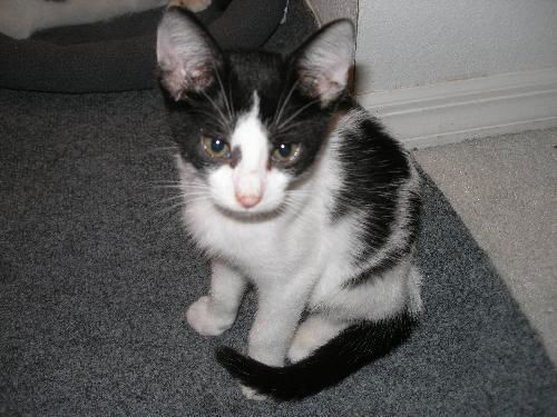 Pongo