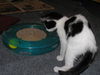 Pongo