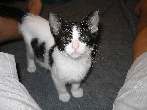 Perdita