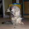Missy 2009