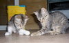 Missy 2009