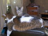 Missy 2009