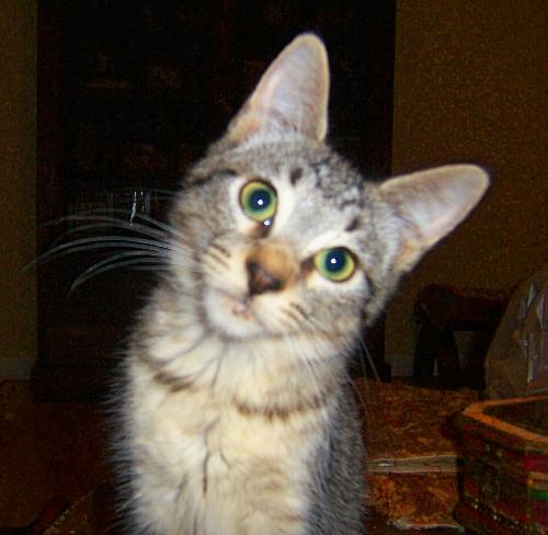 Missy 2009