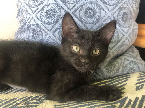 Perla