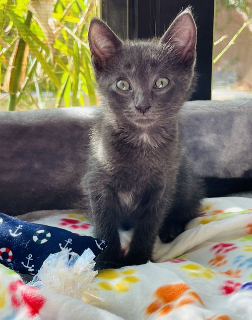 Louie
