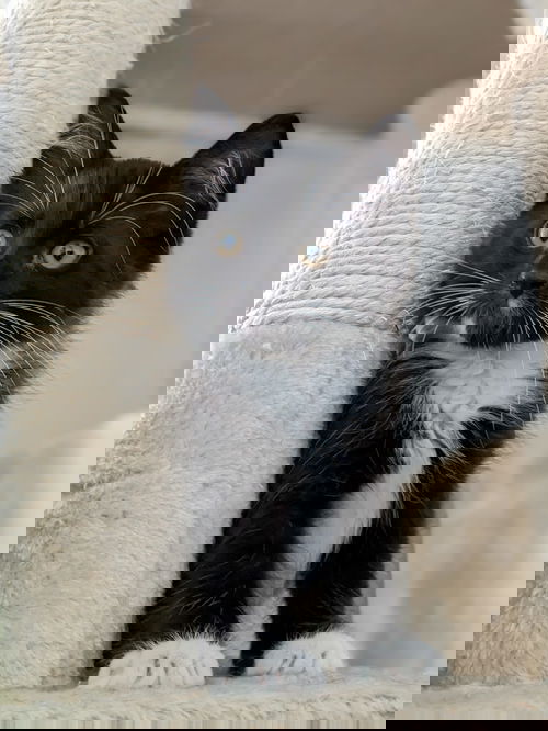 Peeta