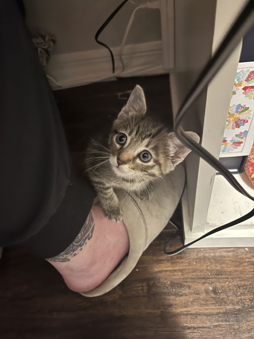 Pip Squeak