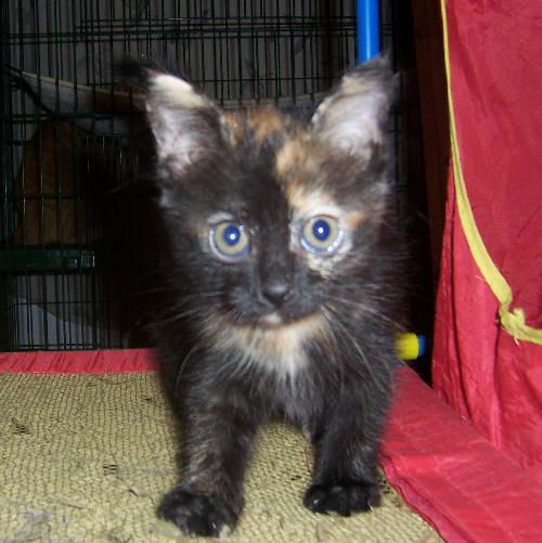 Poof!! 2009