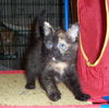 Poof!! 2009