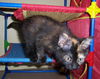 Poof!! 2009