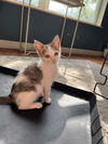Cleo