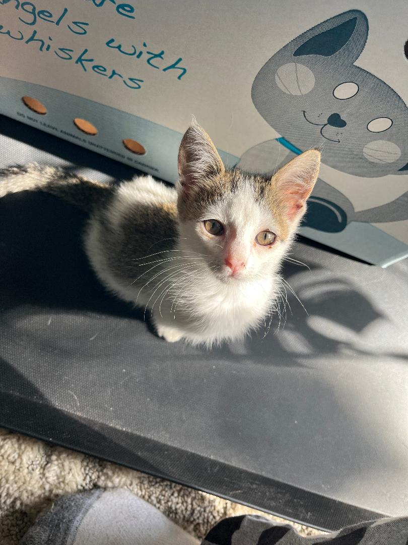 Cats for Adoption in New Smyrna Beach, Florida Alpha Paw