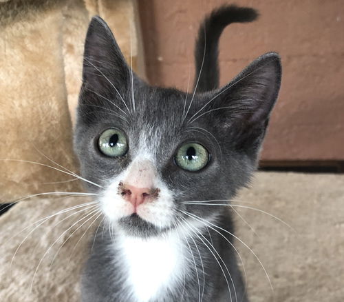Milo
