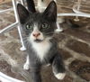 Milo