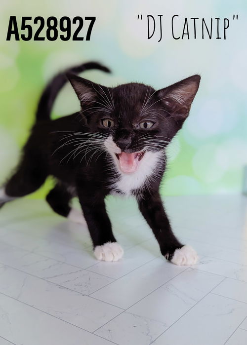 DJ Catnip