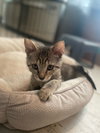 Mo