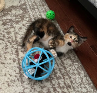 Petunia