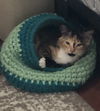 Petunia