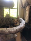 Petunia