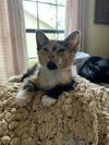 Petunia