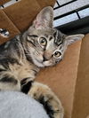 Linus