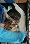 Linus