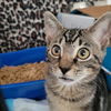 Linus