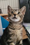 Linus
