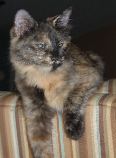 Stella