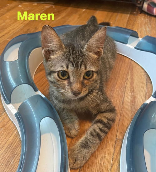 Maren