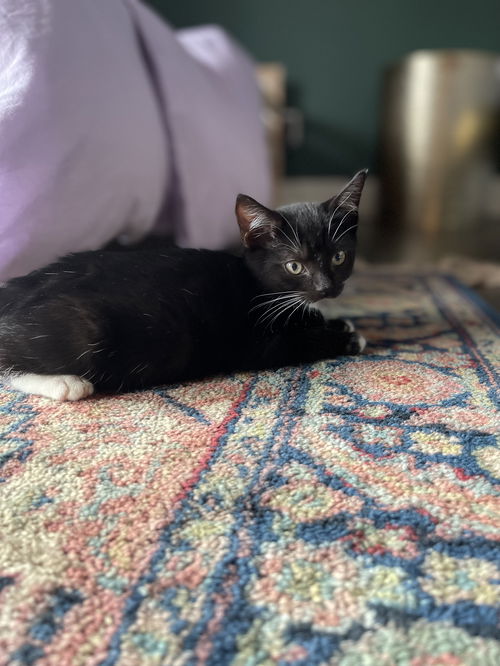 Portia