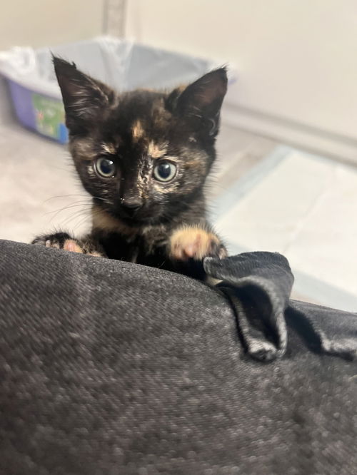 Pounce