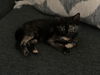 Pounce