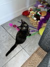 Pounce