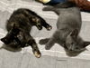 Pounce