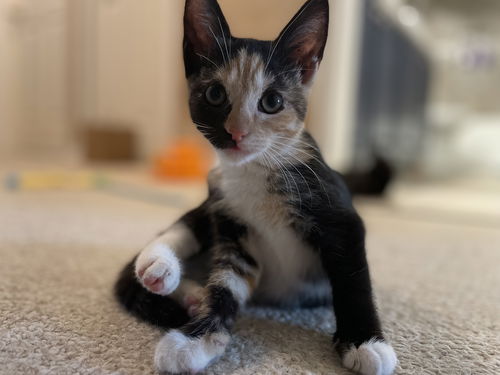 Precious