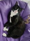 adoptable Cat in orlando, FL named Peen