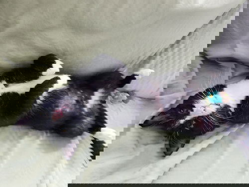 Peen