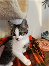 adoptable Cat in  named Sailor Saturn