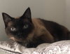 Mocha
