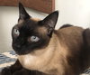 Mocha