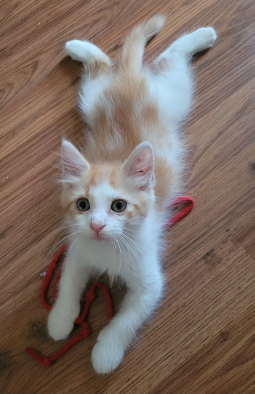 Tigger