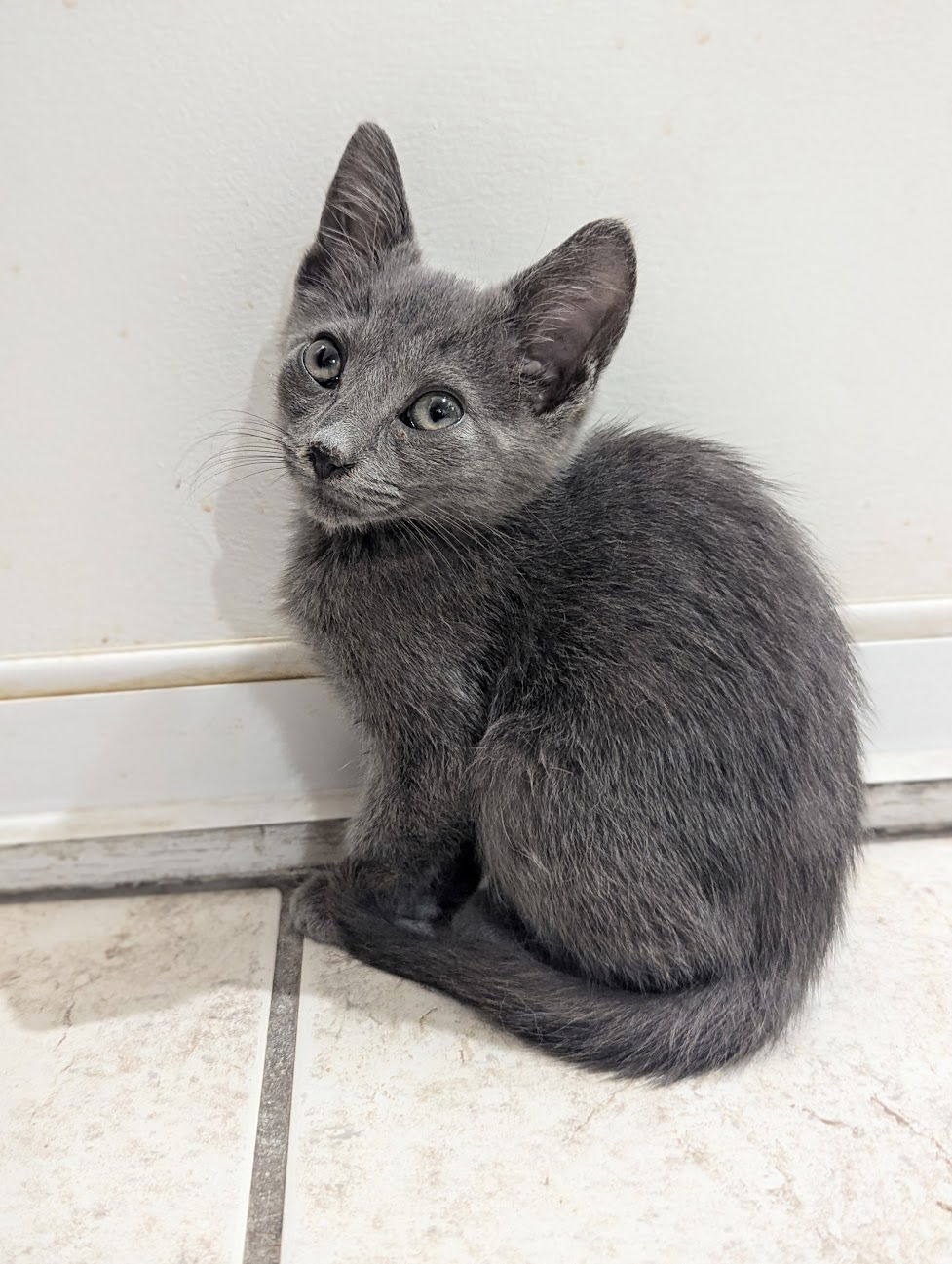 adoptable Cat in Orlando, FL named Nandor