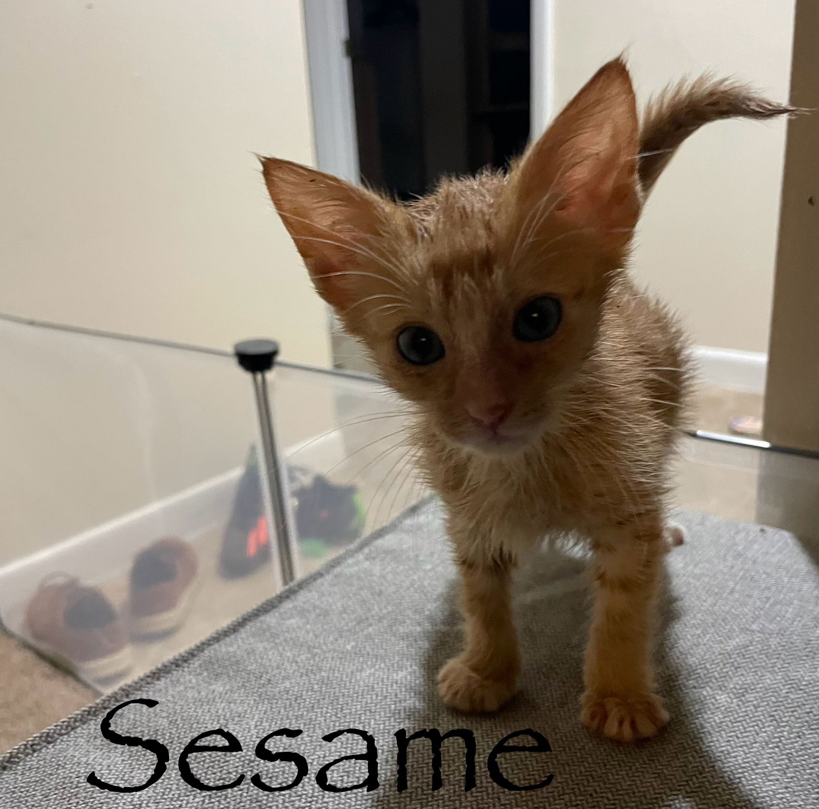 adoptable Cat in Orlando, FL named Sesame