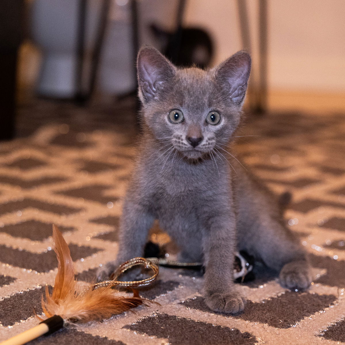 adoptable Cat in Orlando, FL named Forest