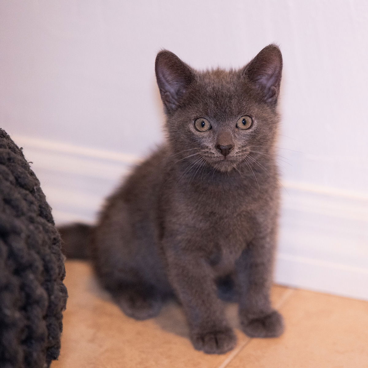 adoptable Cat in Orlando, FL named Hunter