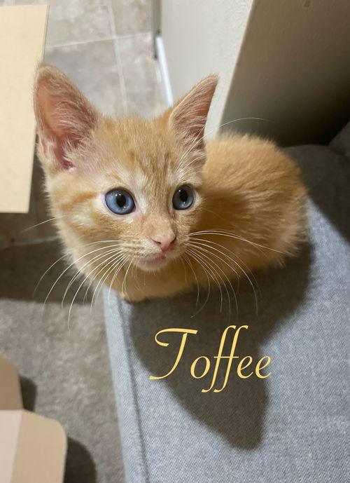 Toffee